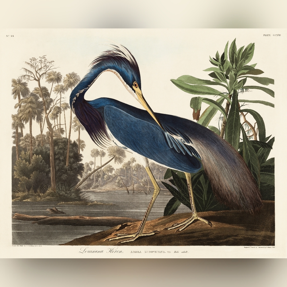Elegant Blue Heron Art Print